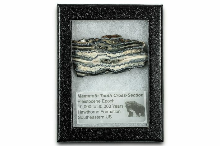 Mammoth Molar Slice With Case - South Carolina #335161